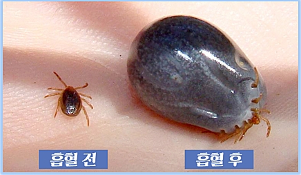 [제주=뉴시스] 작은소참진드기. (사진=제주시 동부보건소 제공)