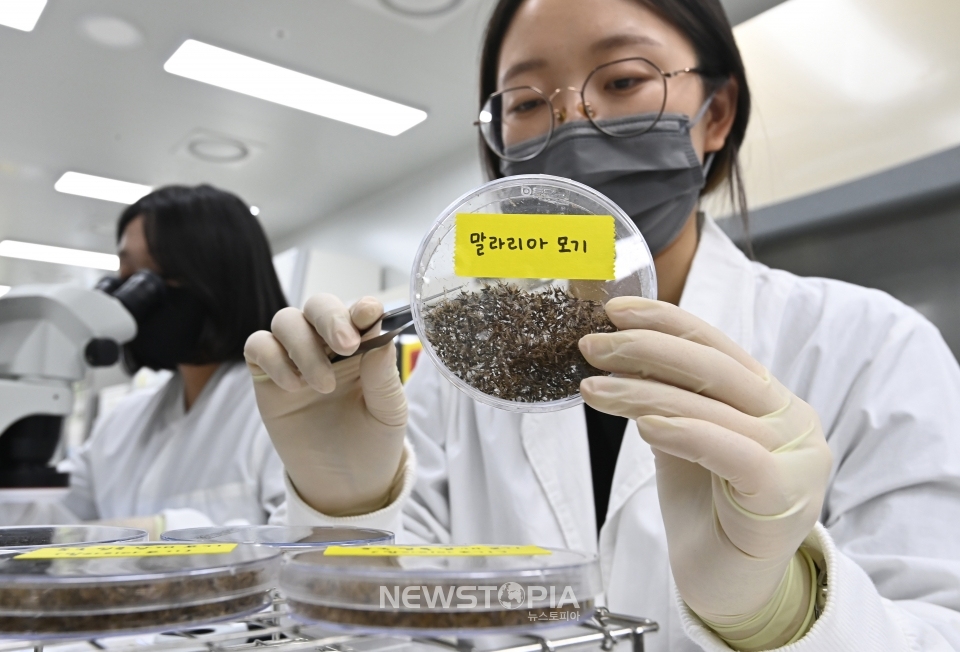 세계보건기구(WHO)가 지정한 ‘세계 말라리아의 날’인 25일 경기도 수원시 권선구 경기도보건환경연구원에서 연구원들이 채집한 모기를 분류하고 있다. 작년 국내 말라리아 환자는 672명으로 이중 409명(60.9%)이 경기도에서 발생했다. 경기를 비롯해 인천, 서울, 강원에서 주로 발생하고 있는 말라리아는 기온이 오르기 시작하는 4월부터 10월 사이에 집중된다. 2024.04.25.ⓒ뉴시스